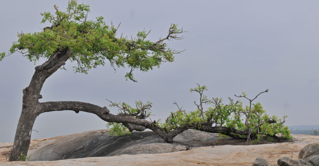 Developing “Resilience” in Recovery